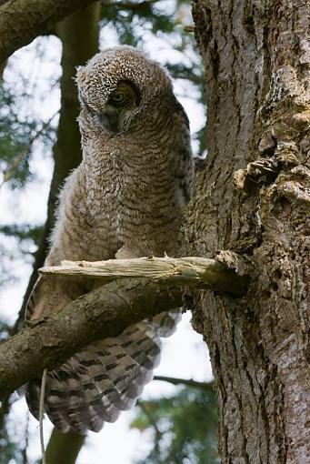 Baby owl-owl-1.jpg