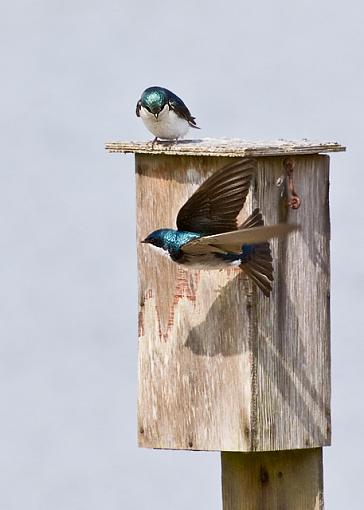 Tree swallow in flight - kind of-tree-swallow1.jpg