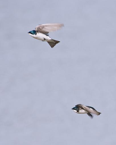 Tree swallow in flight - kind of-tree-swallow2.jpg