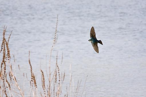 Tree swallow in flight - kind of-tree-swallow3.jpg