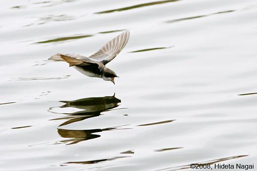 When Swallows Take Flight-swallows-1.jpg