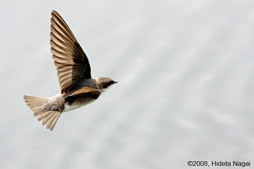When Swallows Take Flight-swallows-2.jpg