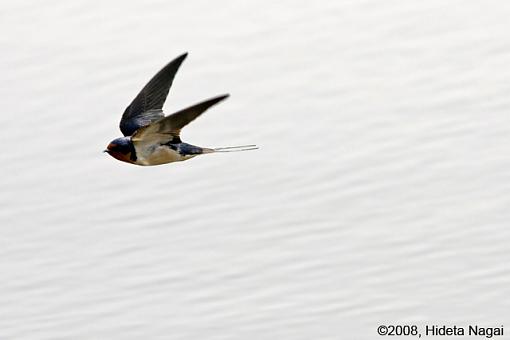 When Swallows Take Flight-swallows-3.jpg