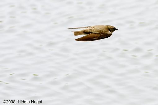 When Swallows Take Flight-swallows-4.jpg