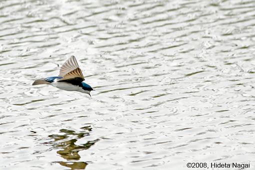 When Swallows Take Flight-swallows-5.jpg