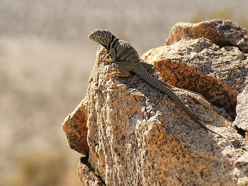 Collared Lizard-dsc01759-small.jpg