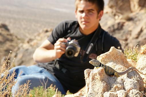 Collared Lizard-dsc01768-small.jpg