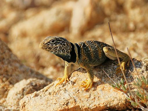 Collared Lizard-dsc01771-small-edited.jpg