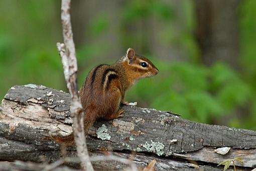 Chip and Dale-dsc_3892-2-640.jpg