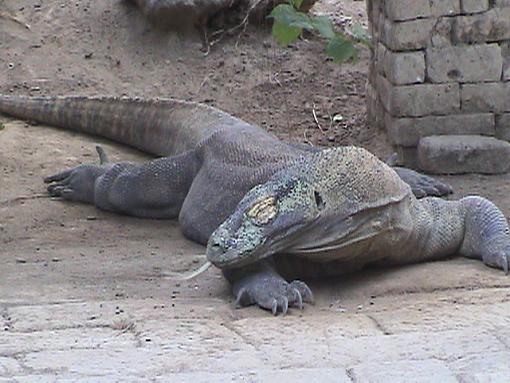 Komodo Dragon, Indonesia-komodo-dragon-tonguer.jpg