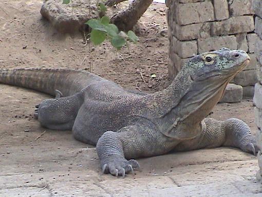 Komodo Dragon, Indonesia-komodo-dragonu.jpg