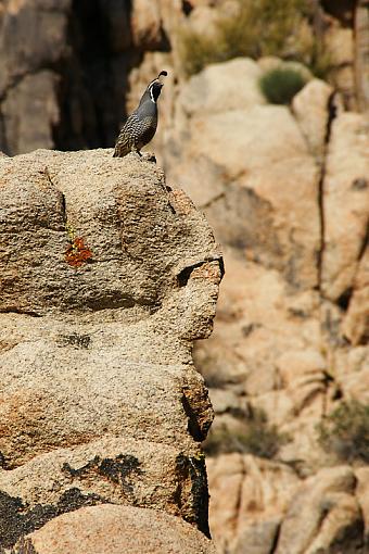 Quail--dsc01914-small.jpg