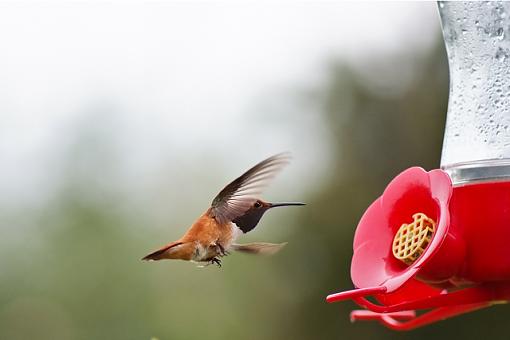 Some hummingbird photos-humming-bird-1.jpg