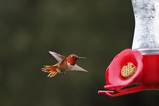 Some hummingbird photos-humming-bird-2.jpg