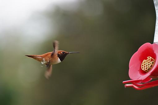 Some hummingbird photos-humming-bird-4.jpg