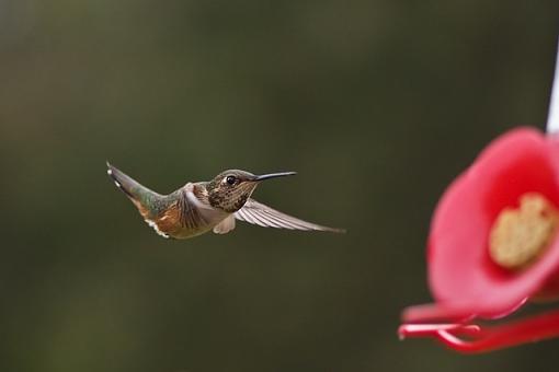 Some hummingbird photos-humming-bird-5.jpg