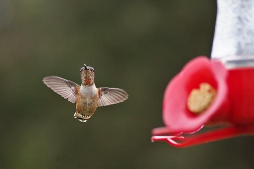 Some hummingbird photos-humming-bird-6.jpg