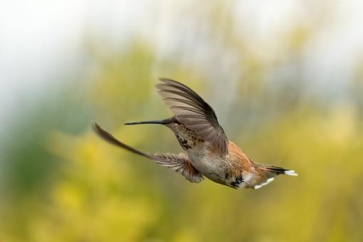 One more hummingbird pic-humming-bird-3.jpg