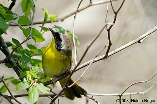 ADDICTED to Warblers!-magee-marsh-take-2-warblers-3.jpg