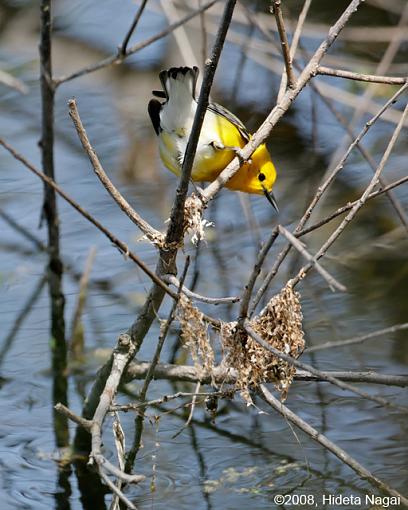 ADDICTED to Warblers!-magee-marsh-take-2-warblers-4.jpg