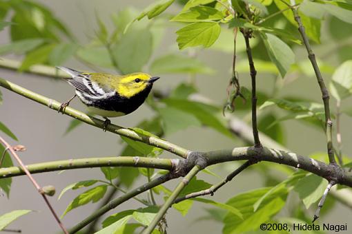 ADDICTED to Warblers!-magee-marsh-take-2-warblers-5.jpg