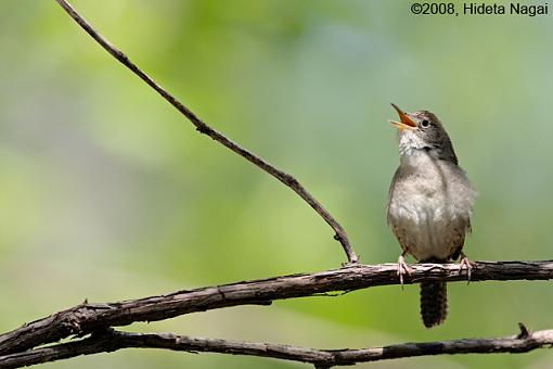 ADDICTED to Warblers!-magee-marsh-take-2-others-2.jpg