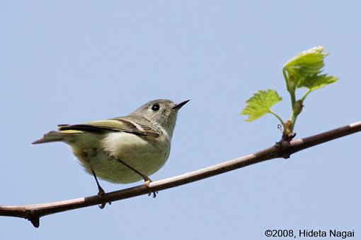 ADDICTED to Warblers!-magee-marsh-take-2-others-3.jpg