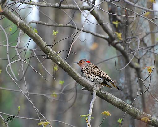 Eastern Flicker-pic-flamboyant.jpg