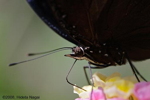 Butterfly Portraits-butterfly-portrait-1.jpg