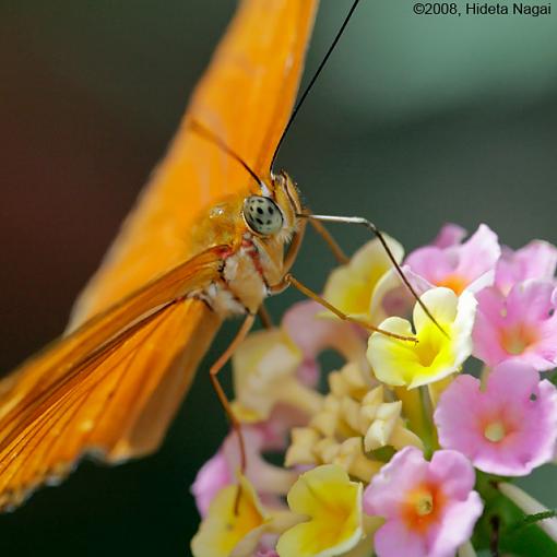 Butterfly Portraits-butterfly-portrait-2.jpg