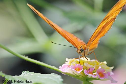 Butterfly Portraits-butterfly-portrait-3.jpg