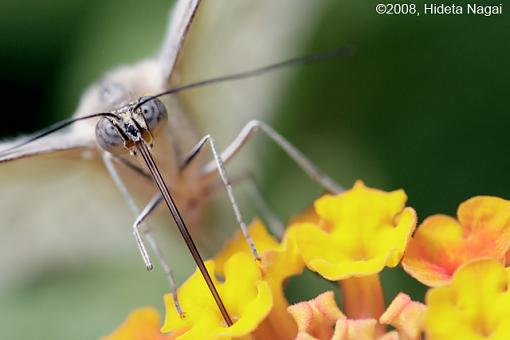 Butterfly Portraits-butterfly-portrait-6.jpg