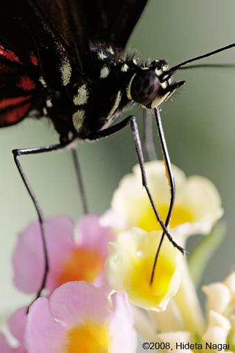 Butterfly Portraits-butterfly-portrait-7.jpg