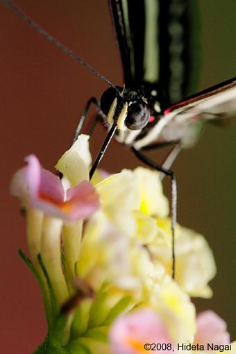 Butterfly Portraits-butterfly-portrait-8.jpg