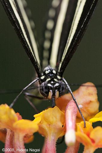 Butterfly Portraits-butterfly-portrait-9.jpg