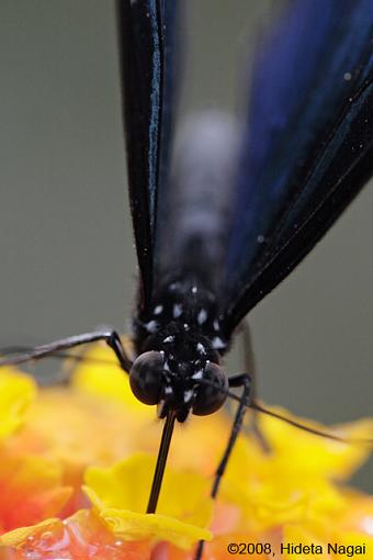 Butterfly Portraits-butterfly-portraits-10.jpg