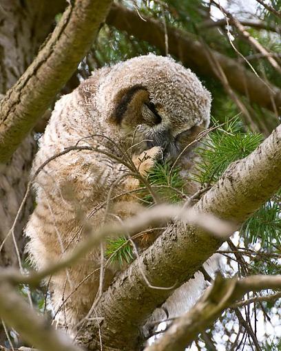 Baby owl-two-months-old-1.jpg