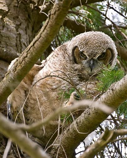 Baby owl-two-months-old-3.jpg