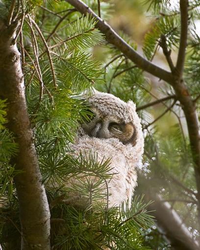 Baby owl-two-months-old-4.jpg