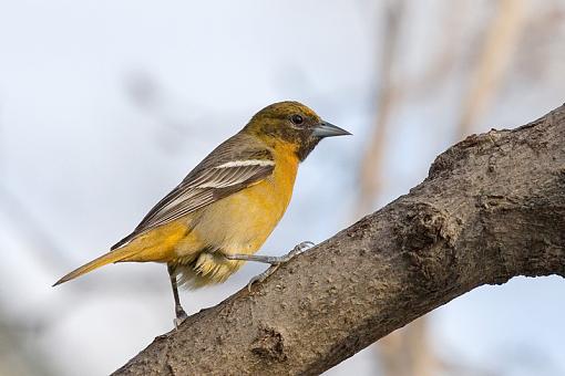 Female Baltimore Oriole-female-oriole.jpg