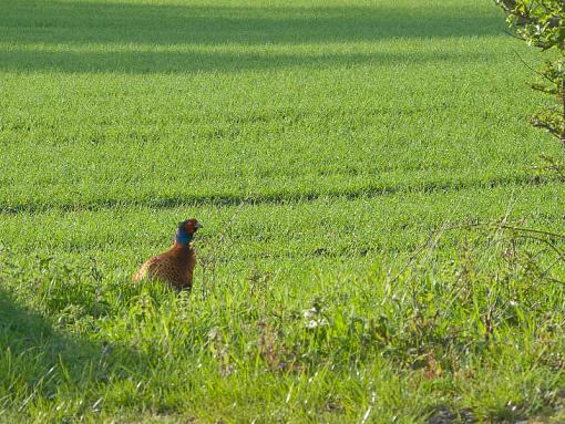 stop - pheasant crossing-img_0859.jpg