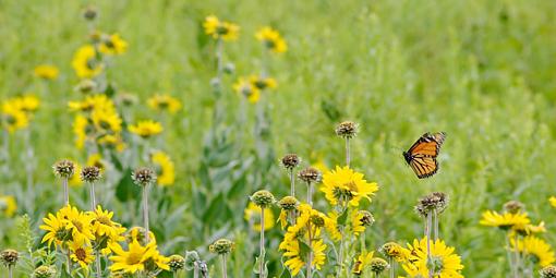 Yellow Field #2, highjack this thread-field-2.jpg