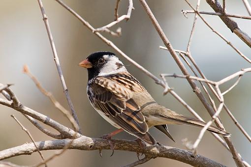Harris' Sparrow, environmental jay and catbird.-harris-sparrow.jpg