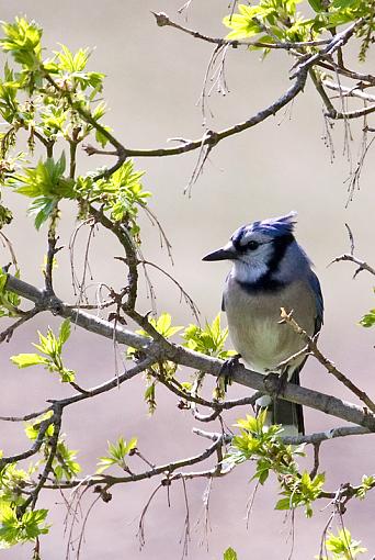 Harris' Sparrow, environmental jay and catbird.-blue-jay.jpg