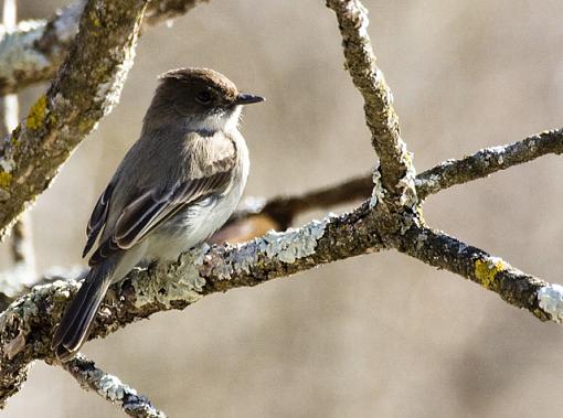 Spring 2008 Bird ID Thread.-img_1568.jpg