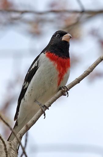 Got the little bugger, finally.-grosbeak.jpg