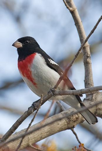 Got the little bugger, finally.-grosbeak3.jpg