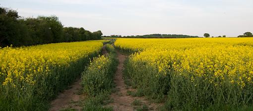 Yellow Field #2, highjack this thread-img_0865.jpg