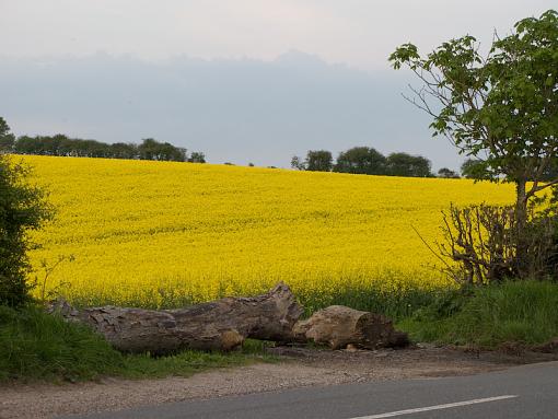 Yellow Field #2, highjack this thread-img_0920.jpg