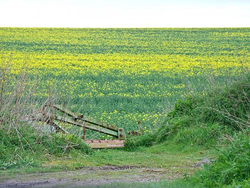 Yellow Field #2, highjack this thread-img_0797.jpg